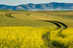 A Palouse album with lots and lots of extra words to see just what happens when there are so many extra words.