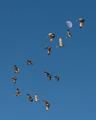 digital purchase without download