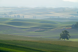 Kook essay palouse with captions Kook essay palouse with captions