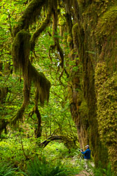 Kookaburra essay test