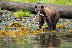 no watermark backlight