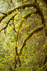 single image page single image page