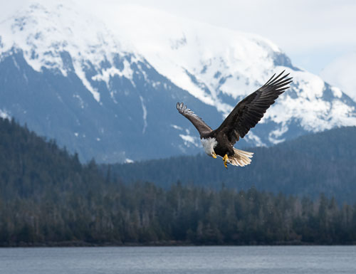 vertical iconic album set