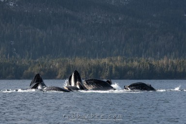 Watermark Test