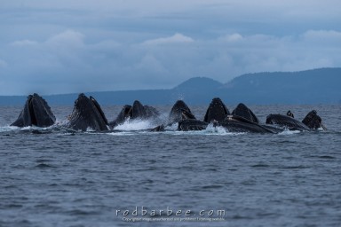 Watermark Test